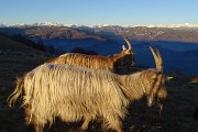 63 Capre orobiche con sullo sfondo le Orobie innevate